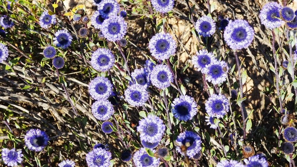 Senet de pobre (clobularia vulgaris), planta herbàcia ben florida.