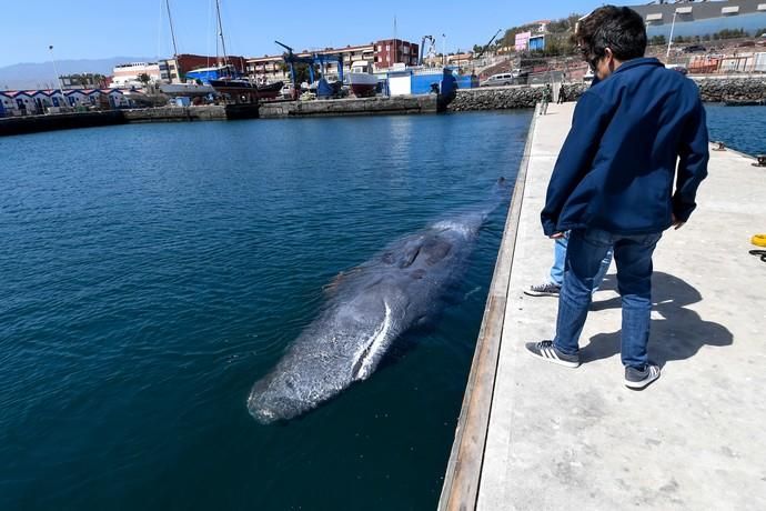 TELDE  13-03-19   TELDE. Localizan a una ballena cachalote hembra de nueve metros muerta flotando en la costa de Telde, la cual fue trasladada hasta el muelle de Taliarte a la espera de sus traslado al vertedero de Juana Grande donde le practicaran la necropsia. FOTOS: JUAN CASTRO