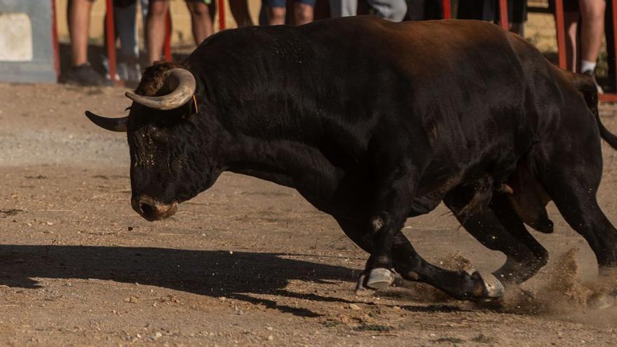 El astado en Arcenillas durante la tarde de ayer. | Emilio Fraile