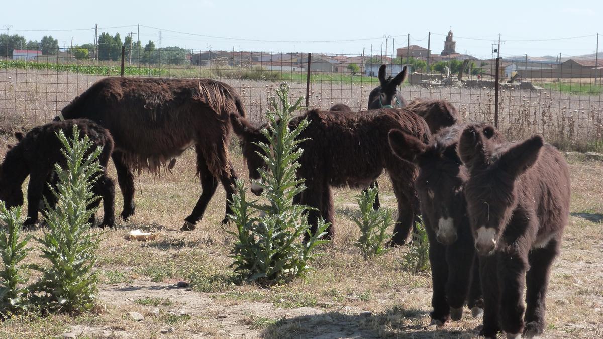 Burras del proyecto de ordeño