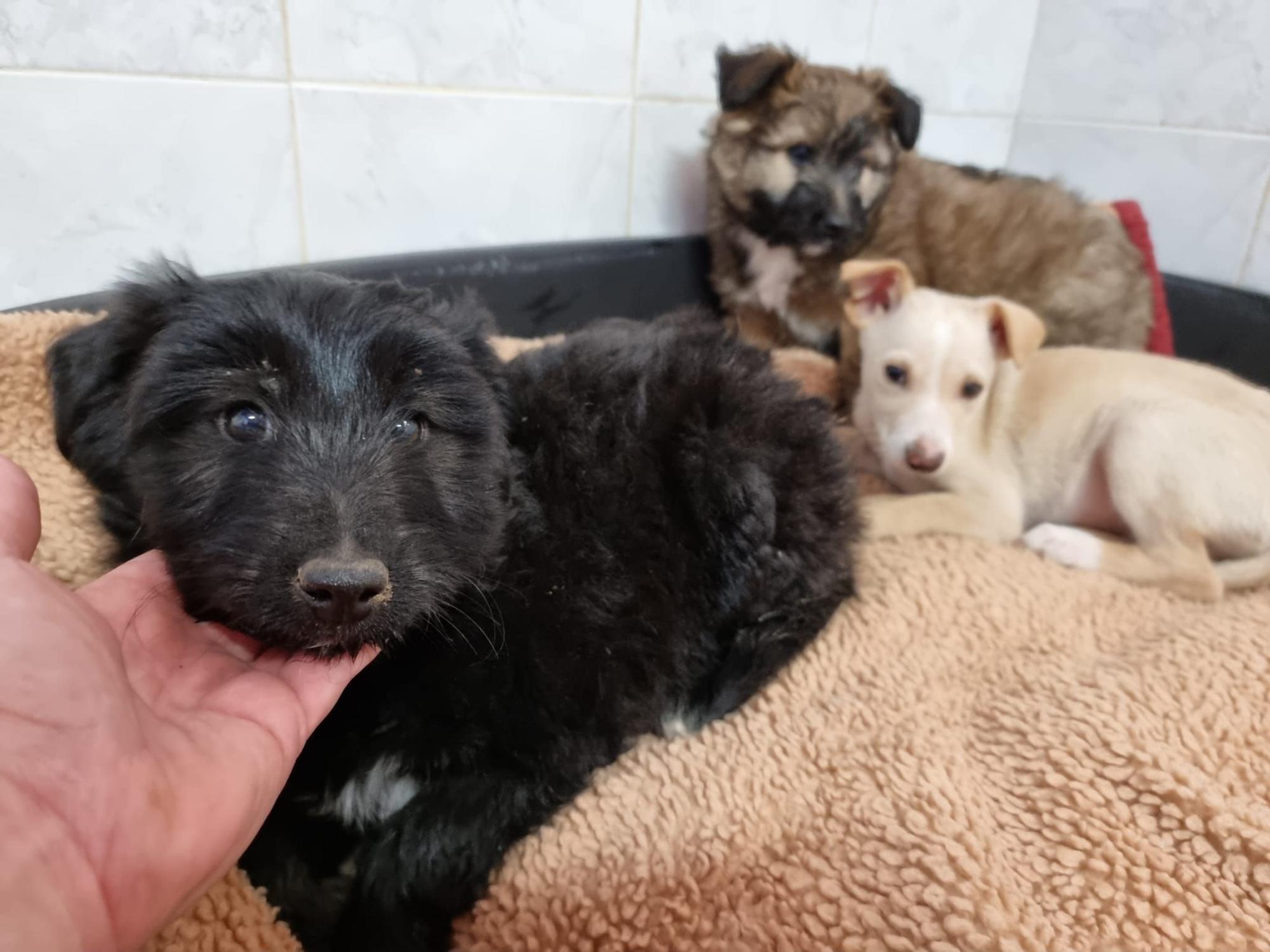 Rescatan a los cachorros de una perra callejera atropellada en Xàtiva