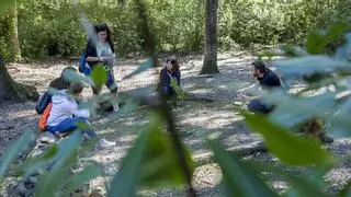 Baños de bosque: los paseos antiestrés