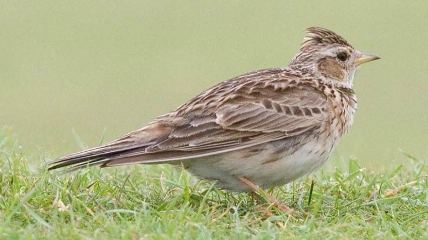 Red Eléctrica y Gobierno refuerzan su colaboración para proteger a las aves