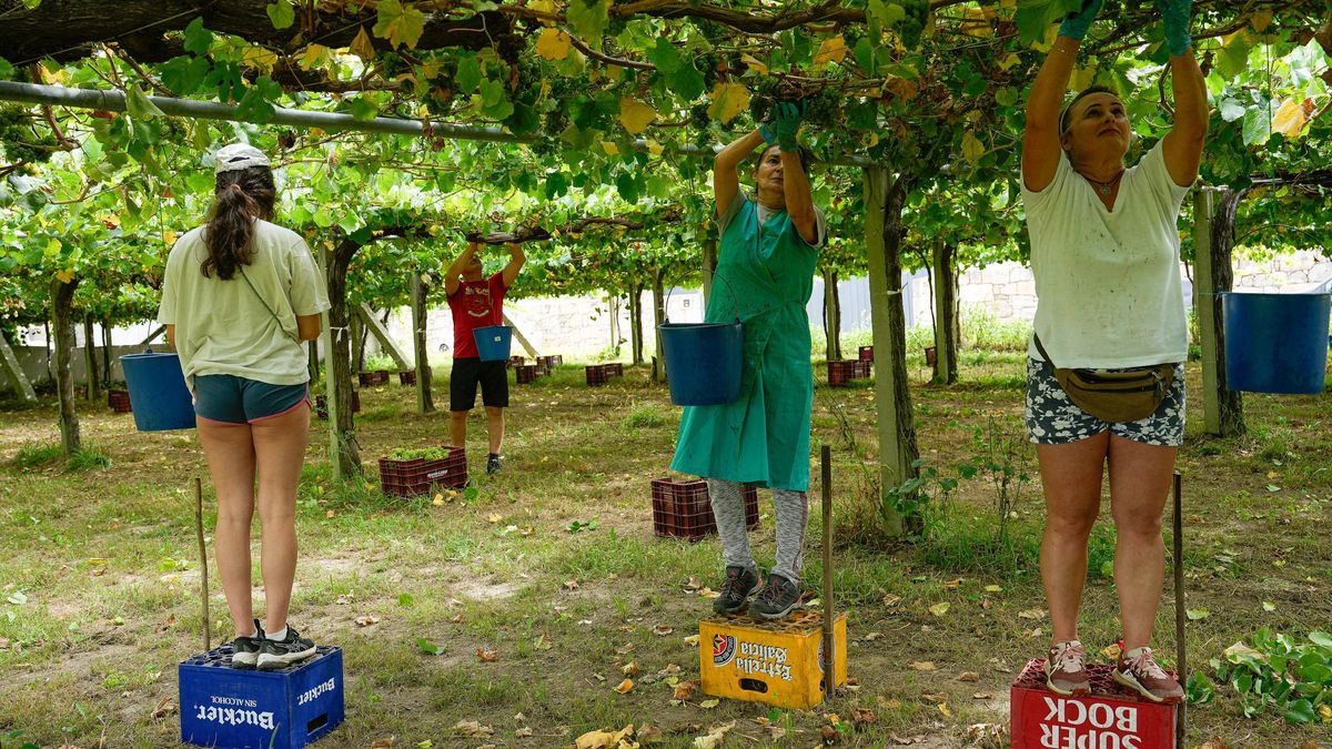 La vendimia en viñedos de Vilariño (Cambados) para la cooperativa Martín Códax.