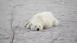 Un oso polar muere de gripe aviar en Alaska, en plena expansión del virus por las zonas más remotas del planeta