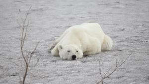 Un oso polar en Talnaj.