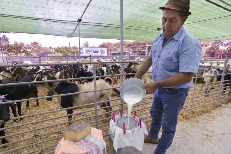 Feria y concurso de Ganado de Gran Canaria