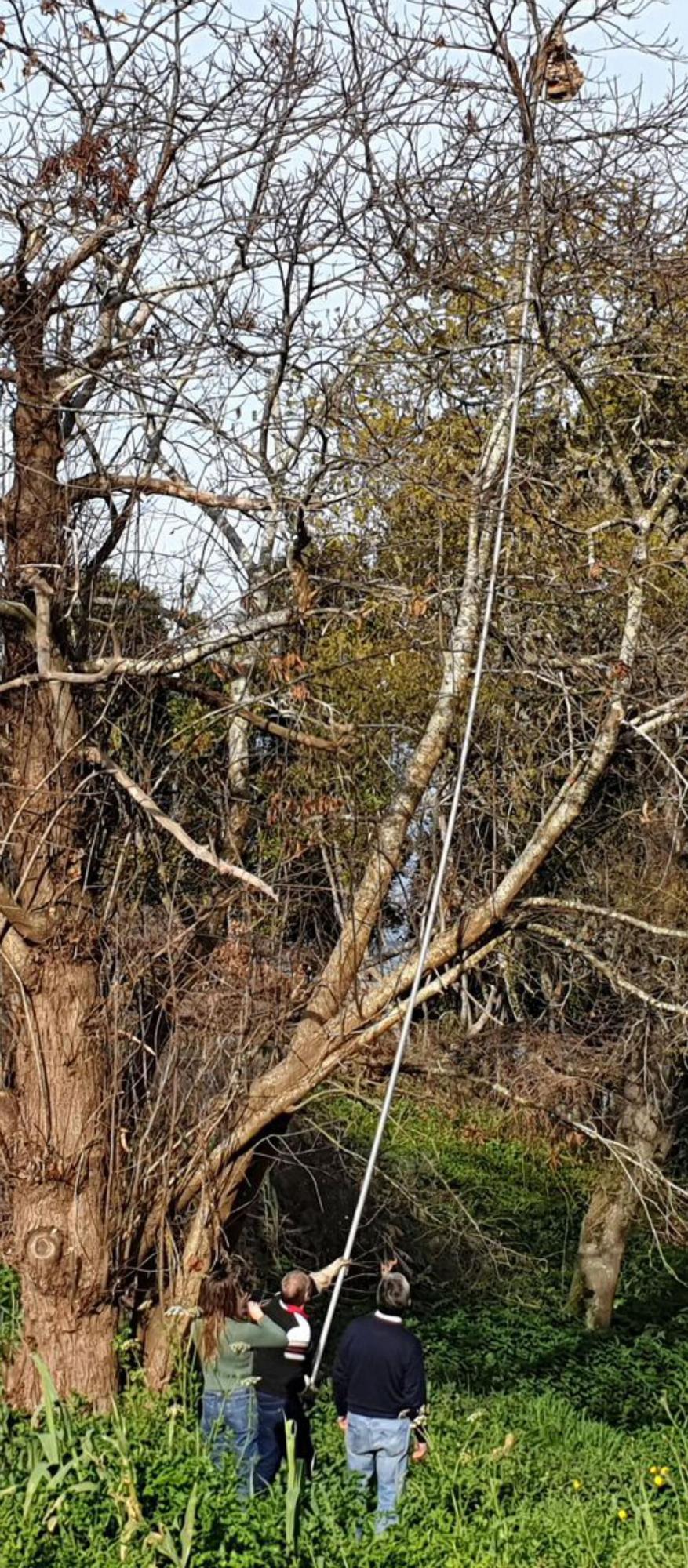 Retirada de un nido de velutina con pértiga en Nigrán.