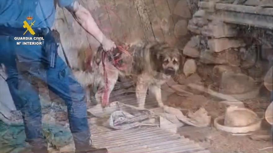 Rescaten tres gossos desatesos i desnodrits en una masia abandonada i en ruïnes d'Igualada