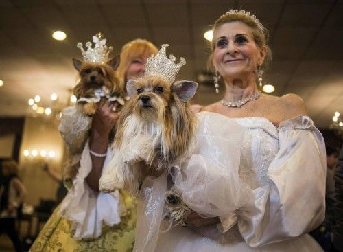 La pasarela de la moda canina de Nueva York ha mostrado cómo se visten algunas de las mascotas más glamurosas