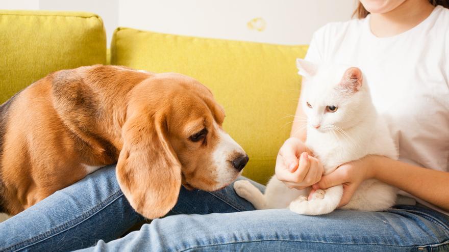 Perro o gato: ¿qué es más caro de mantener?