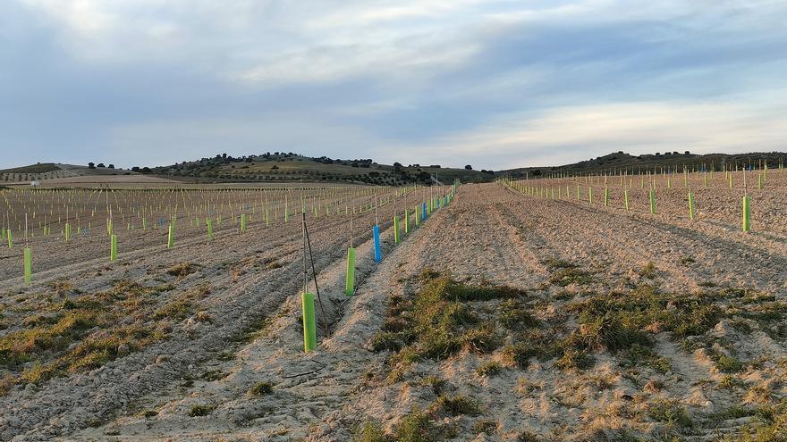 Cómo mejorar el suelo para evitar inundaciones: la materia orgánica es la clave