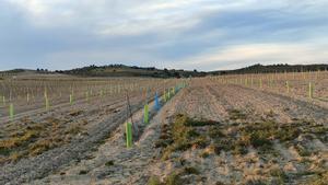 Acción de reforestación del suelo