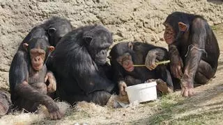 El Gobierno planea prohibir la experimentación, comercio o uso en espectáculos de grandes simios