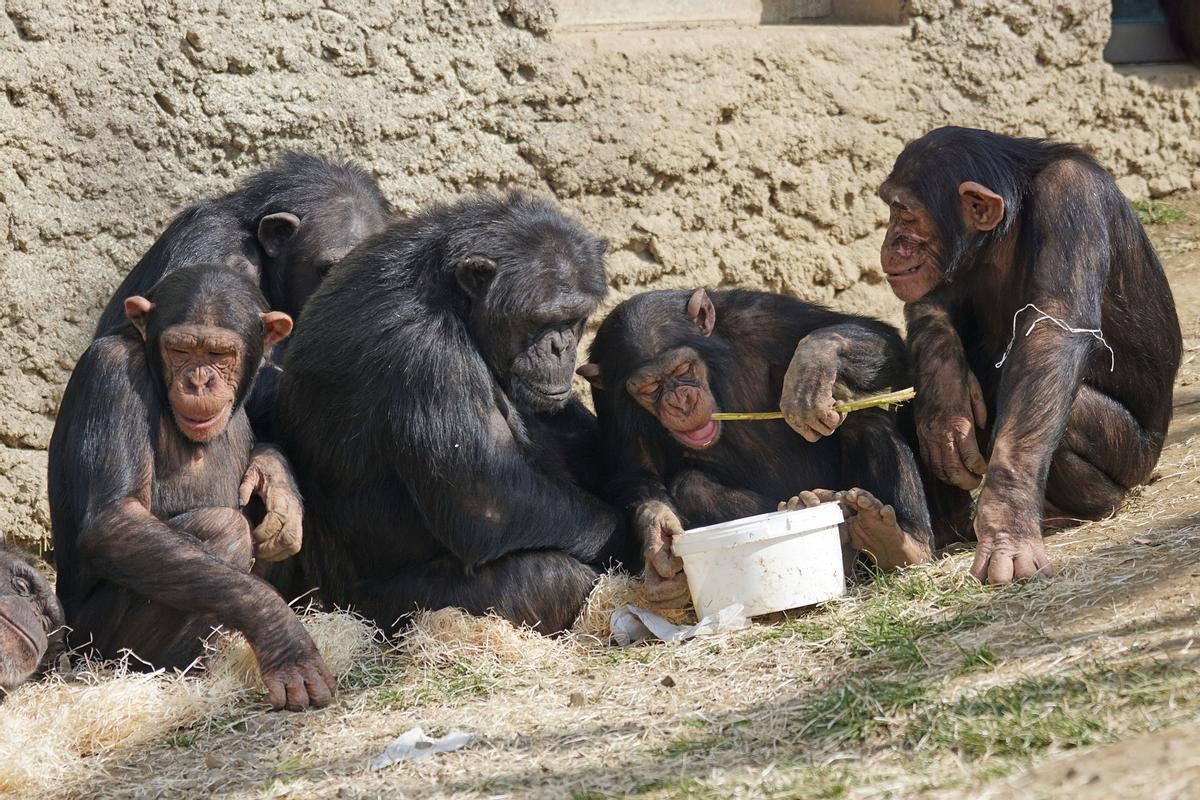 Un grupo de chimpancés.