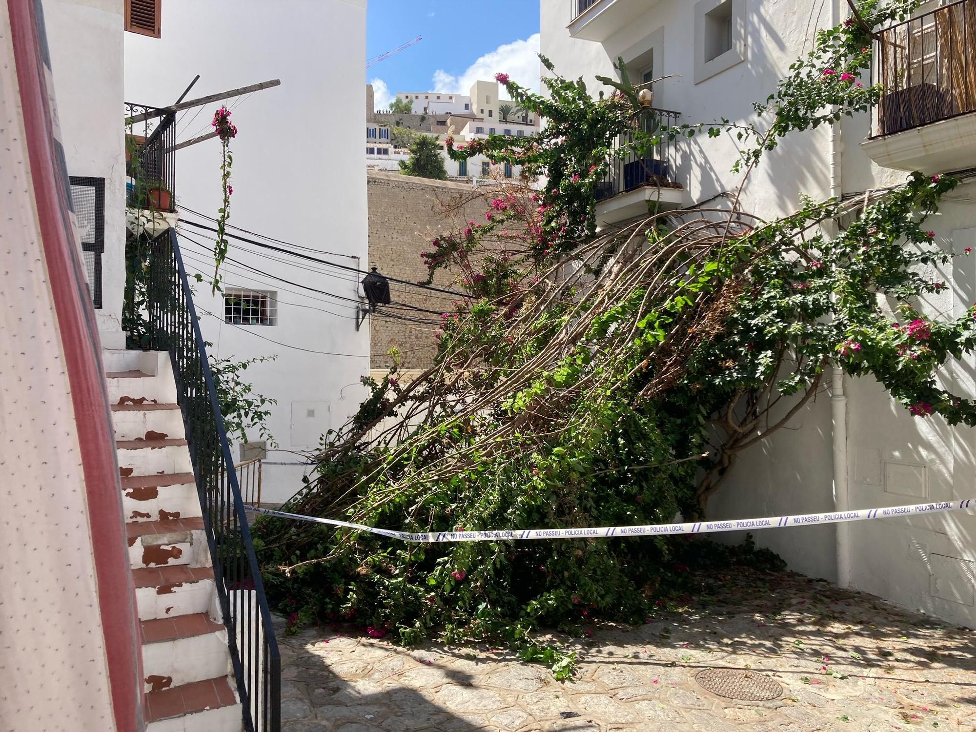 Mira aquí las imágenes de la buganvilla que ha caído dejando bloqueada una calle de sa Penya