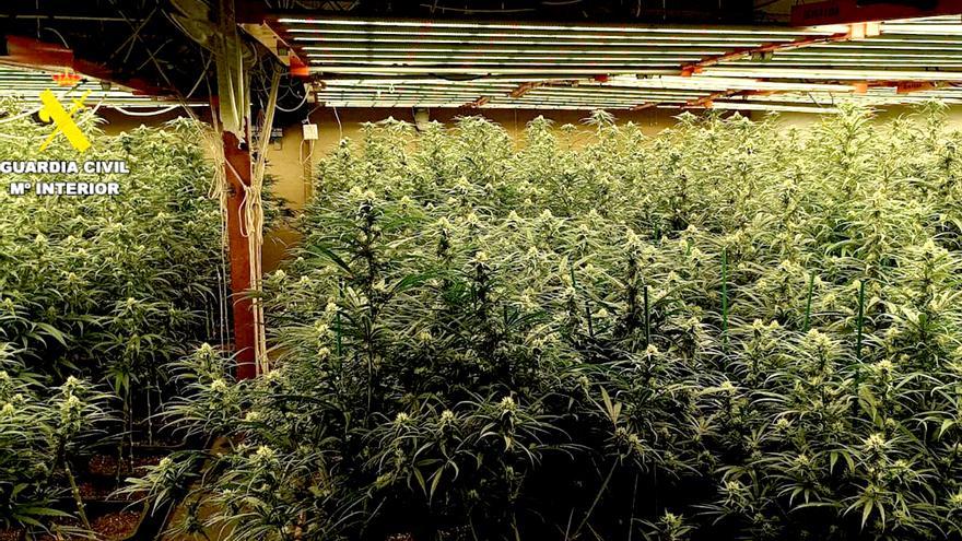 Descubiertas en Sevilla dos grandes plantaciones de marihuana en una nave industrial y en una finca