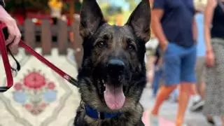 Toro, el perro policía de Ibiza Medieval