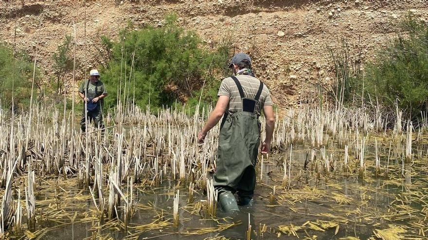 La tortuga autóctona recupera terreno a la invasora en el Magro