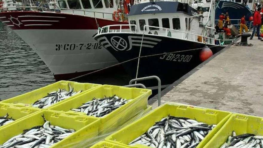 Varias cajas de anchoa apiladas en un puerto de Vizcaya.