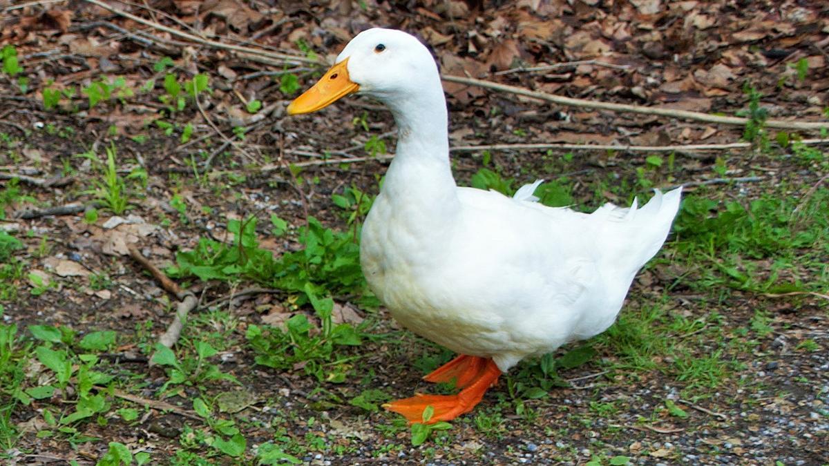 Los patos, una de las especies que el ocasiones se utilizan como mascotas.