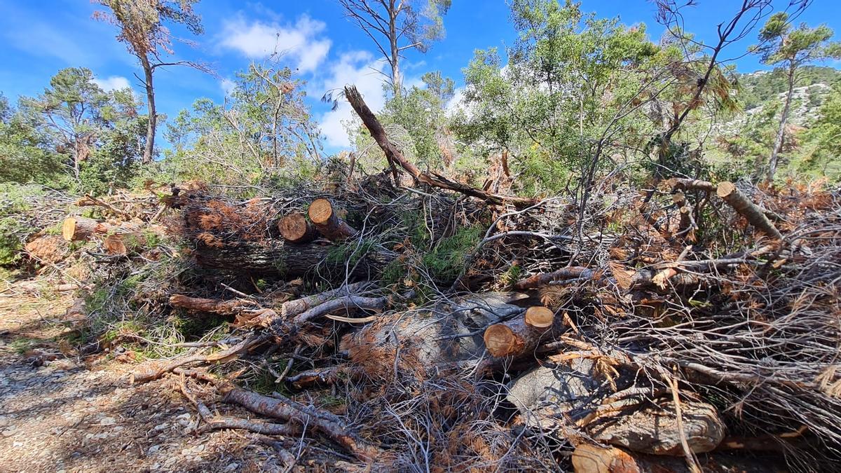 Medio Ambiente asegura la inversión de 1,8 millones hasta 2025 para restaurar 200 hectáreas afectadas por Juliette