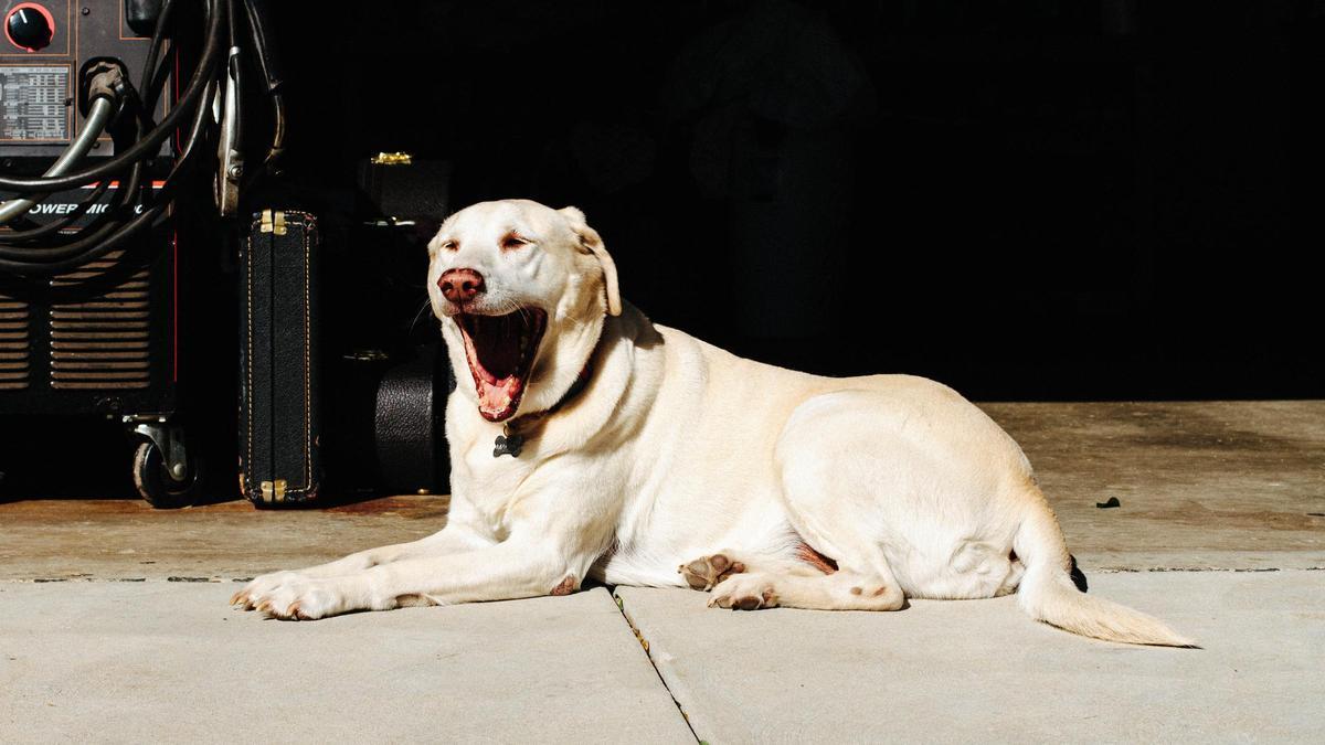 Hay varios motivos por los que los perros bostezan.