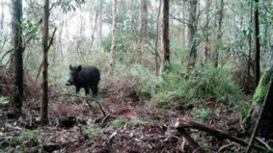 Los cazadores buscan la unión por el conflicto con los ganaderos del Llosorio