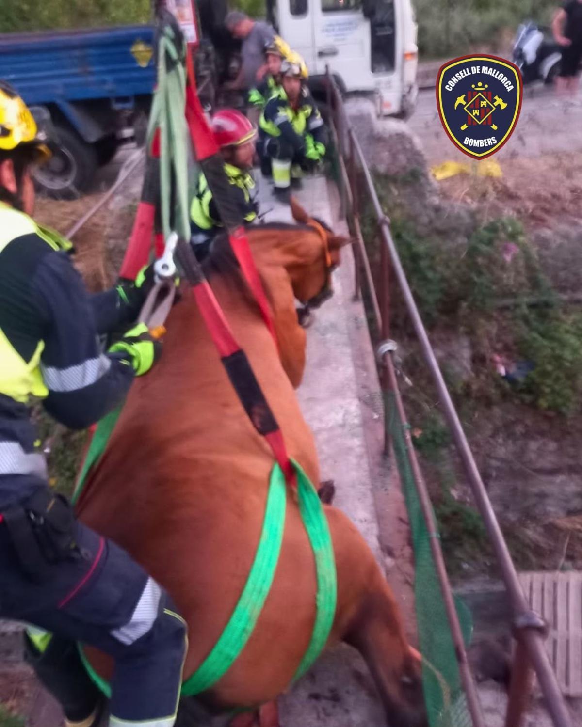Los bomberos rescatan a un caballo atrapado en un puente en Sóller