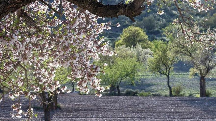 La producción de almendra crece en Córdoba gracias al cultivo de regadío