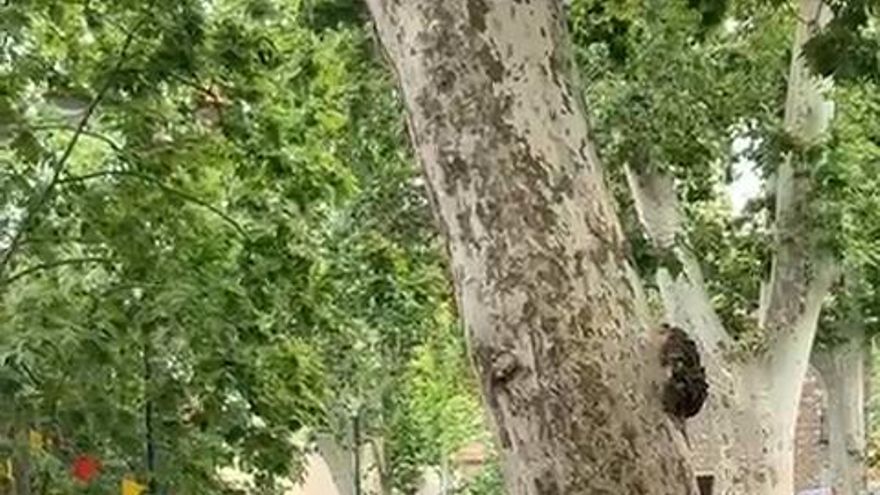 VÍDEO | Els carrers de Ceret acullen un peculiar &#039;encierro&#039; amb cavalls