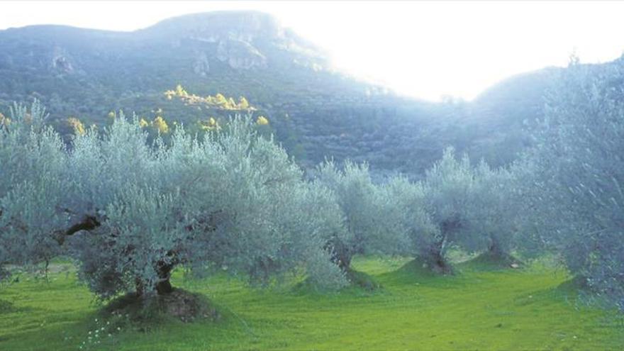 La joia de les oliveres de l’Espadà