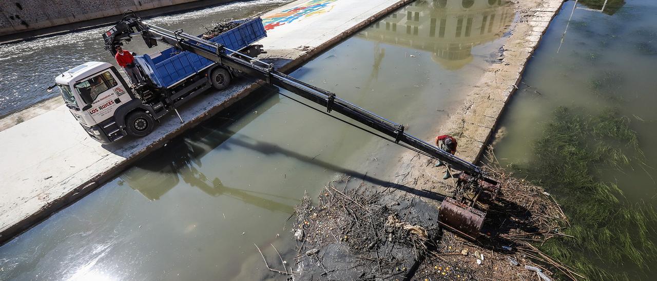 Limpieza Río Segura en Orihuela