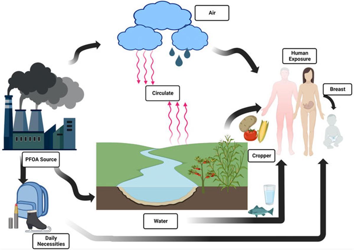 Los químicos tóxicos acaban en el agua y en el cuerpo humano