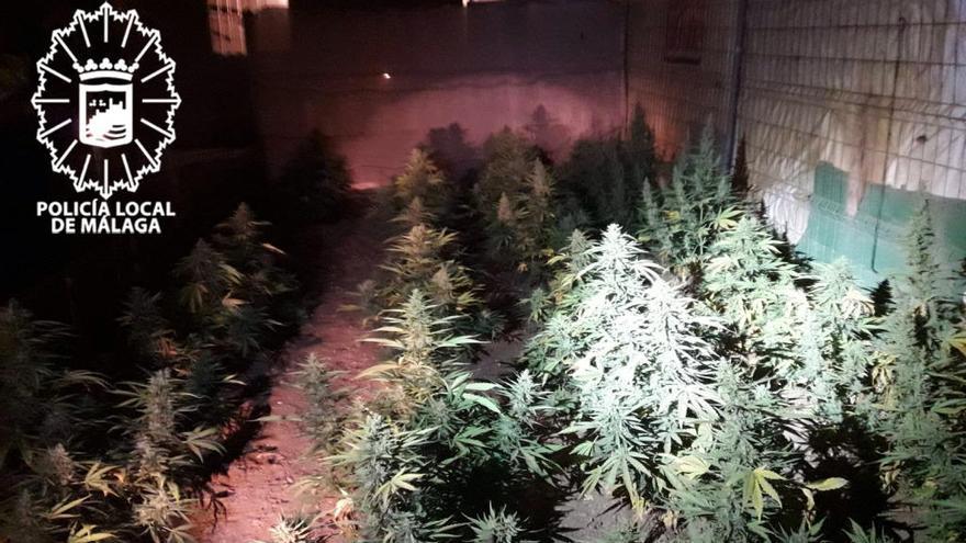 La Policía Local descubre en Campanillas una plantación de marihuana por casualidad