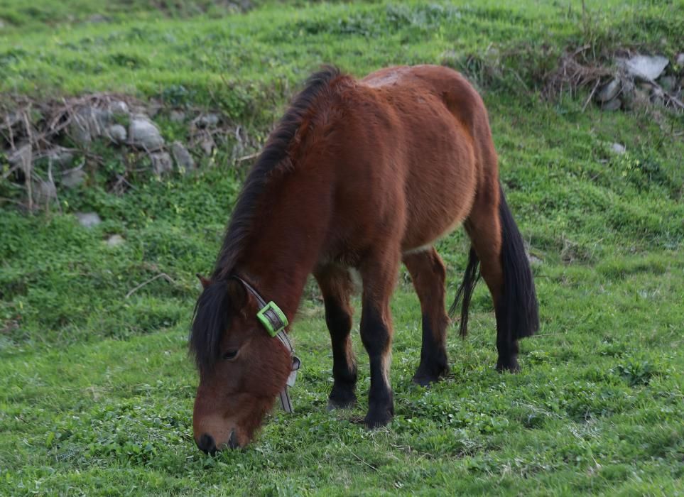 Nace en Oia el primer criadero de caballos gallegos de pura raza de la Serra da Groba