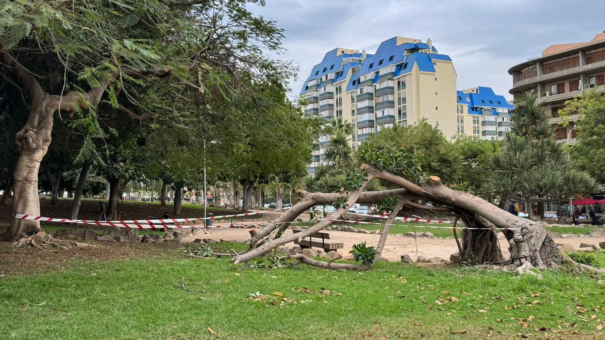 Caída de un árbol en el parque de La Granja.