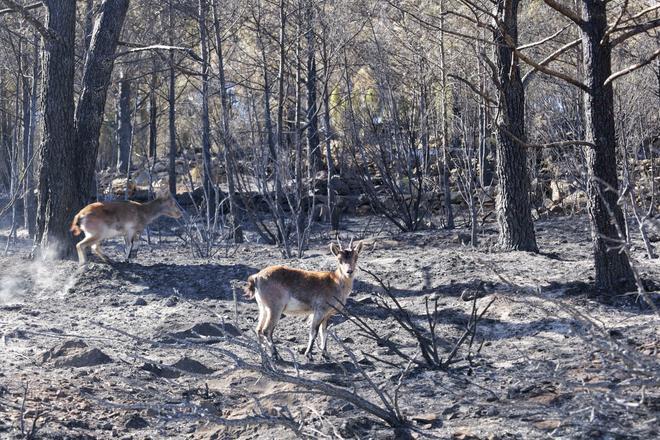 Les flames devoren l’interior de Castelló i deixen aquest paisatge desolador