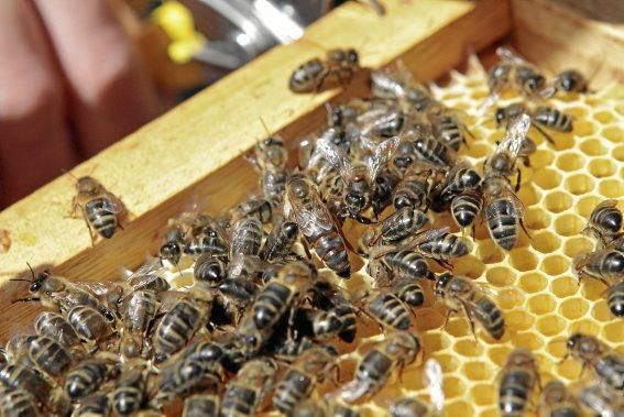 Pau Ixent Queralt und Biel Coll sind die einzigen Züchter von Bienenköniginnen auf der Insel. Ein Besuch auf den Wiesen von Son Berga bei Alaró