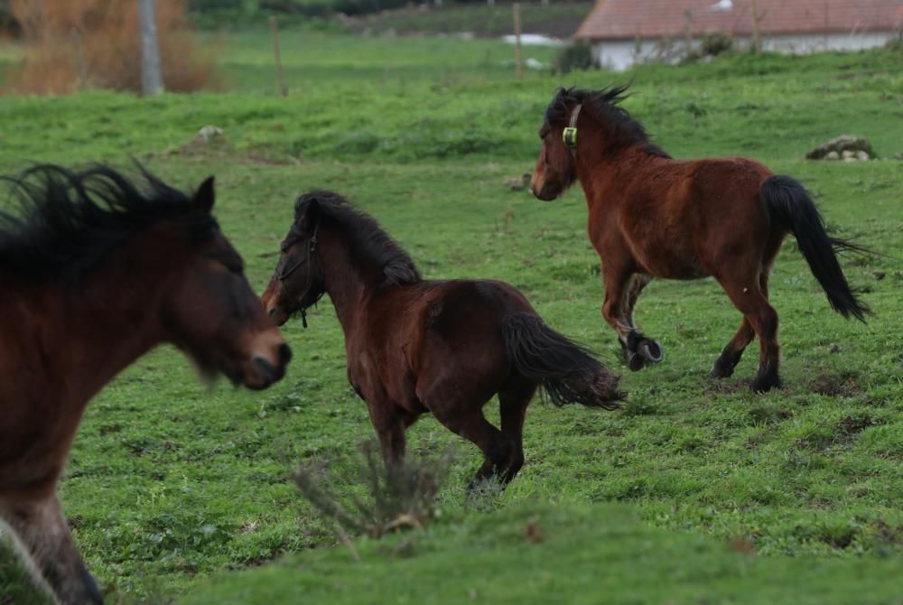 Nace en Oia el primer criadero de caballos gallegos de pura raza de la Serra da Groba