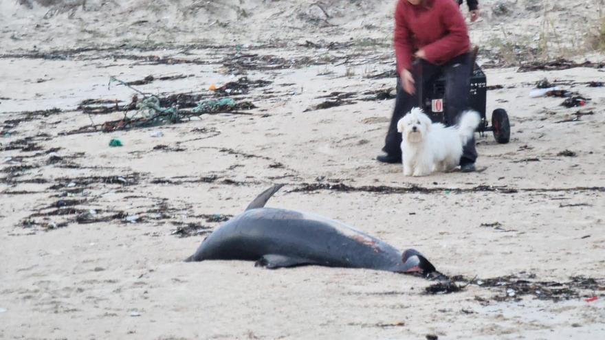 La costa de las Rías Baixas se cubre de delfines muertos