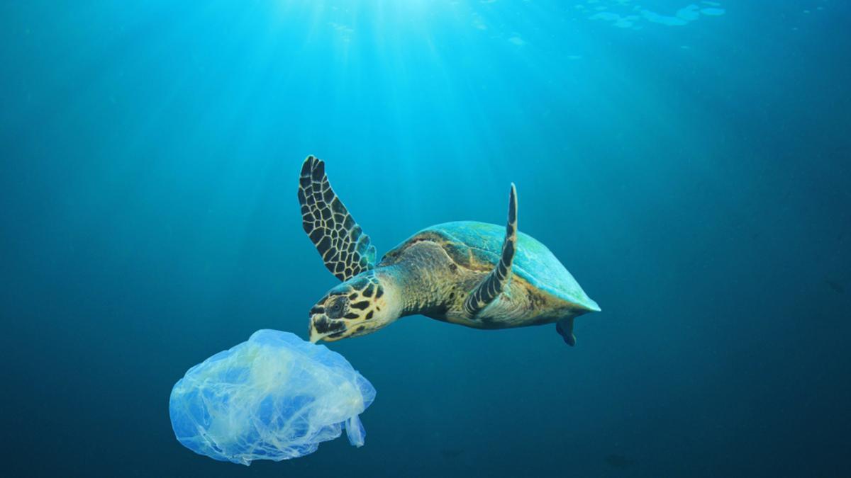 El volumen desprovisto de oxígeno del agua en los mares y océanos se ha cuadruplicado en los últimos cincuenta años.