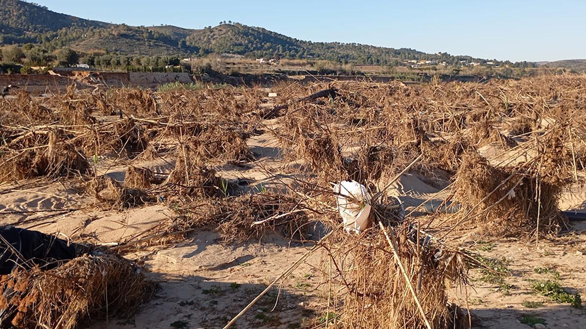 Campos afectados por la riada del 29 de octubre de 2024.