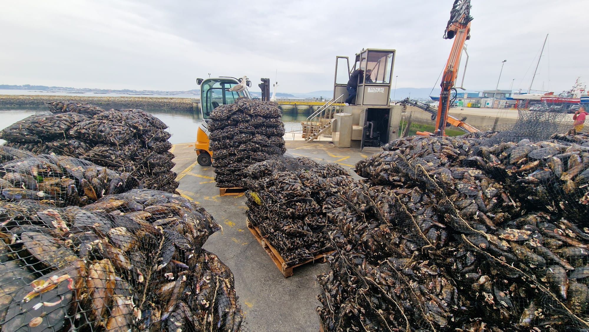 Descargas de mejillón para el mercado de fresco (depuradoras) en el puerto de Vilanova de Arousa.