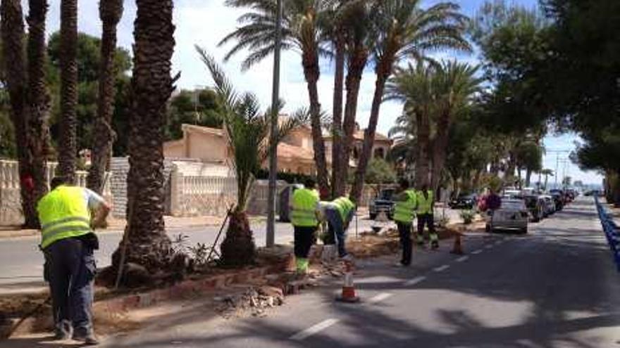 El arbolado obliga a reformar la principal avenida de La Zenia