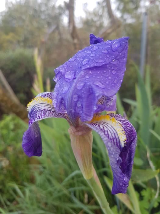 Gotes d’aigua. Després de passar la pluja, les gotes d’aigua regalimaven per les fulles del lliri com si fossin en tobogants.