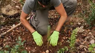 Canals celebra la "Fiesta del Árbol" con numerosas actividades