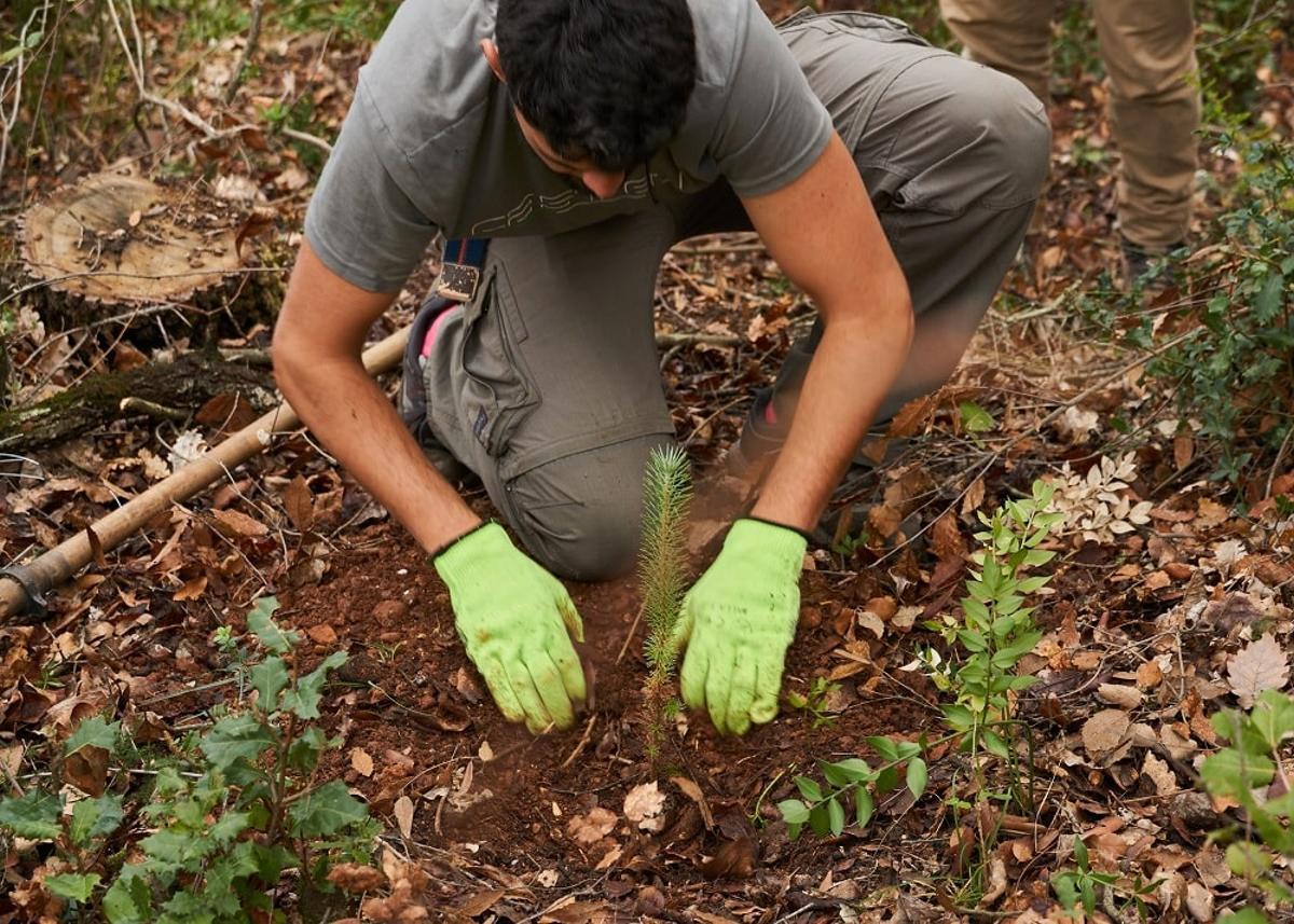 Plantación de árboles