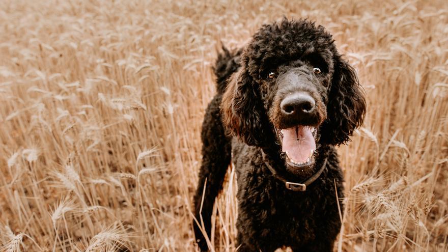 El peligro acecha a tu perro en primavera: conoce los riesgos de las espigas