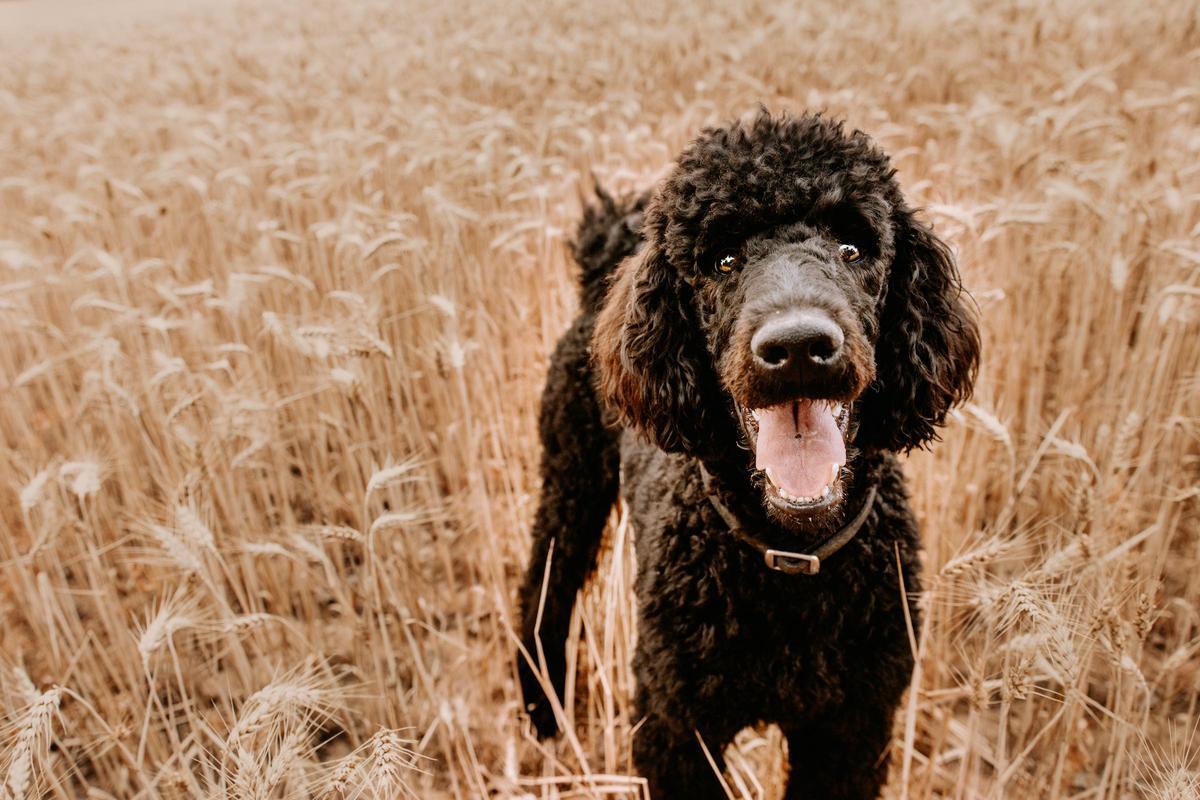 Espigas: El Enemigo Silencioso de tu Perro en Primavera